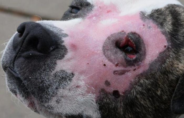 Ein Hund, der allein in einem Park aufgefunden wurde, nachdem er erstochen und verbrannt wurde, findet nach wochenlanger Behandlung wieder Lust auf das Leben