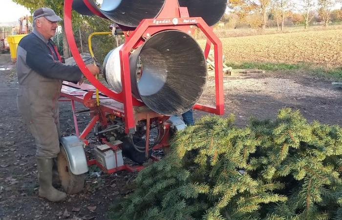 Mit seinen in Tarn-et-Garonne gezüchteten Bäumen hält es die Weihnachtsstimmung aufrecht