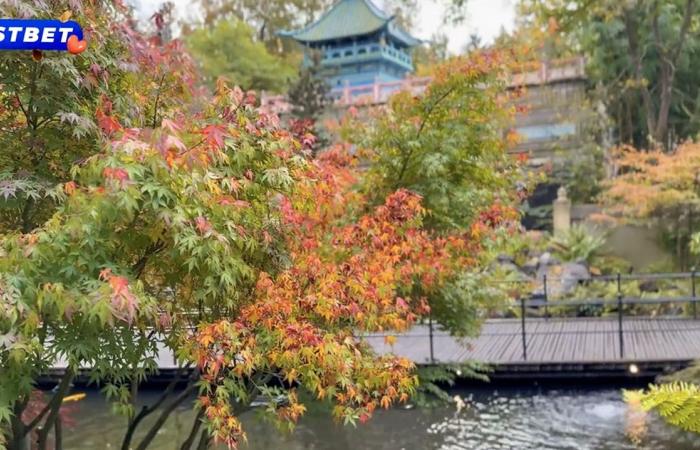 Ein über 18-jähriges Model spaziert in einem scharfen Video auf einer Pornoseite durch Efteling