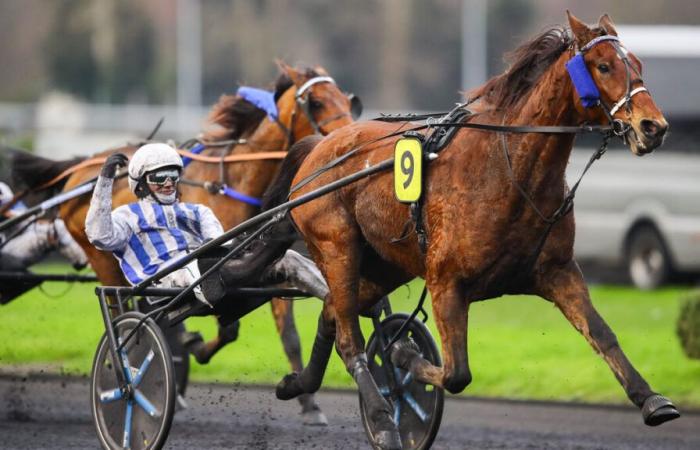 PMU – Ankunft der Quinté am Sonntag, 15. Dezember, in Paris-Vincennes: Inexess Bleu ist erneut hartnäckig