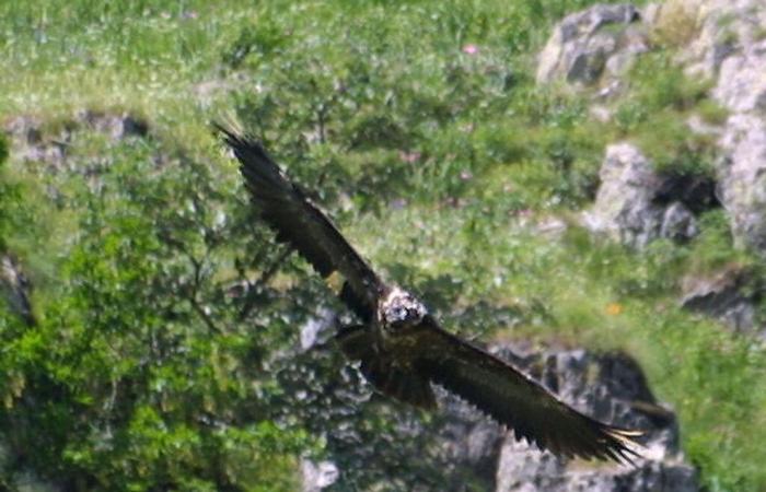 „Außergewöhnliche Vögel“: Europäische Vögel im Rampenlicht