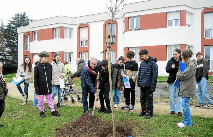 Mittelschüler pflanzen eine Albizia bei Genêts d’Or in Plouha