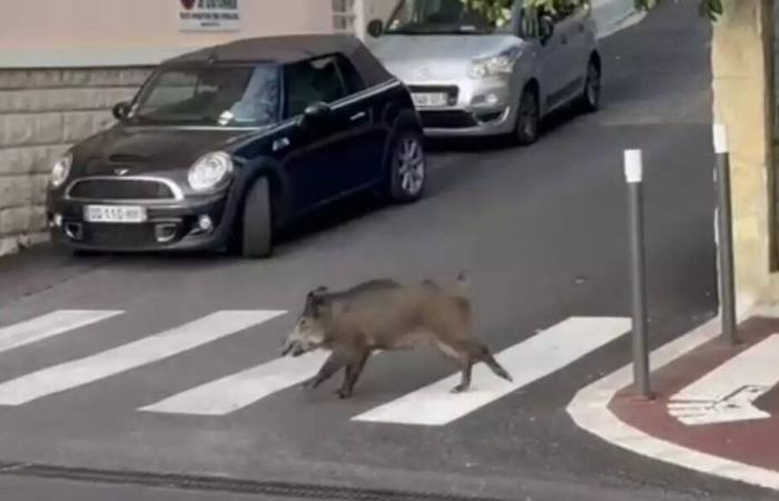 „Er hat die Tür unserer Fahrschule aufgebrochen“, erzählen wir Ihnen vom verrückten Ausflug eines Wildschweins am helllichten Tag im Zentrum von Grasse