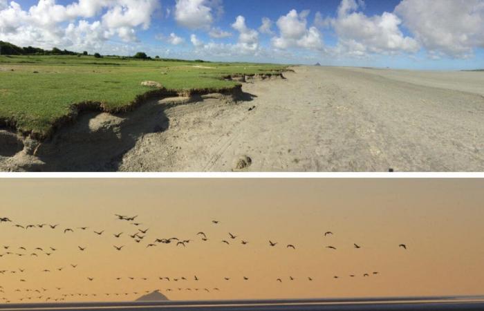 Erosion in der Bucht von Mont-Saint-Michel, vier Gemeinden luden zu einer öffentlichen Versammlung ein