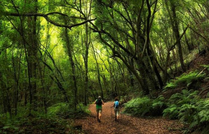 Susana Machín. „Wir haben große Angst, dass die neue Tourismusstrategie des Cabildo de La Palma eine Reise ins Nichts sein wird“