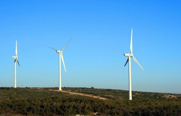 France Nature Environnement verklagt EDF wegen des Todes Hunderter Falken am Fuße der Aumelas-Windkraftanlagen