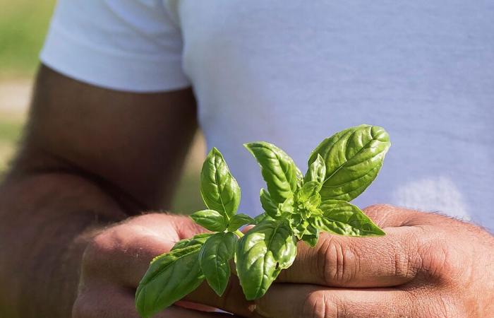 Bericht in Parma, im Herzen der Pesto-Herstellung