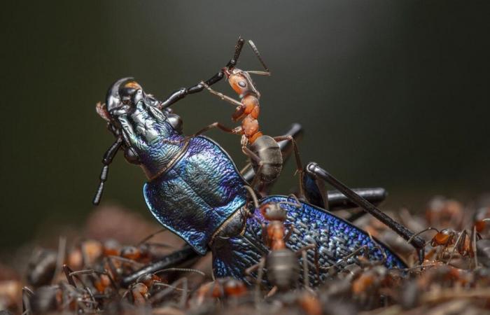 Naturfotograf des Jahres 2024