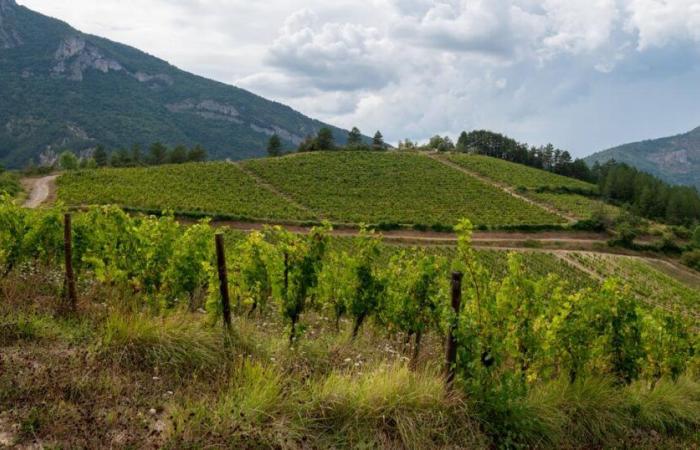 in der Drôme große Sorge um Clairette-de-Die