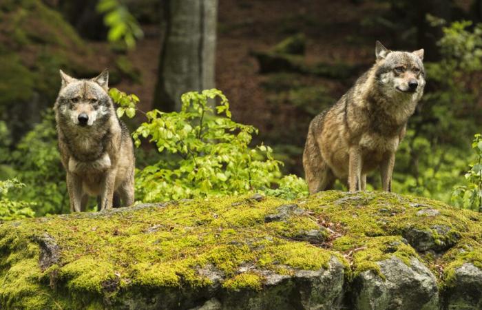 Wolfspopulation in Frankreich: die offizielle Pressemitteilung und unsere Analyse