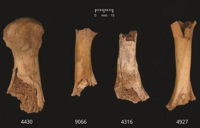 Vor 4.000 Jahren soll in England eine Episode von Massenkannibalismus stattgefunden haben