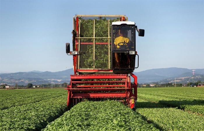 Bericht in Parma, im Herzen der Pesto-Herstellung