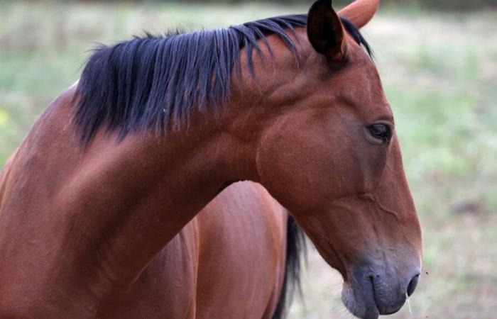 Eine verstümmelte Stute, die von ihrem Züchter in den Ardennen entdeckt wurde