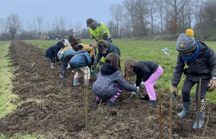 In Tallud pflanzten die Kinder 190 Meter Hecken