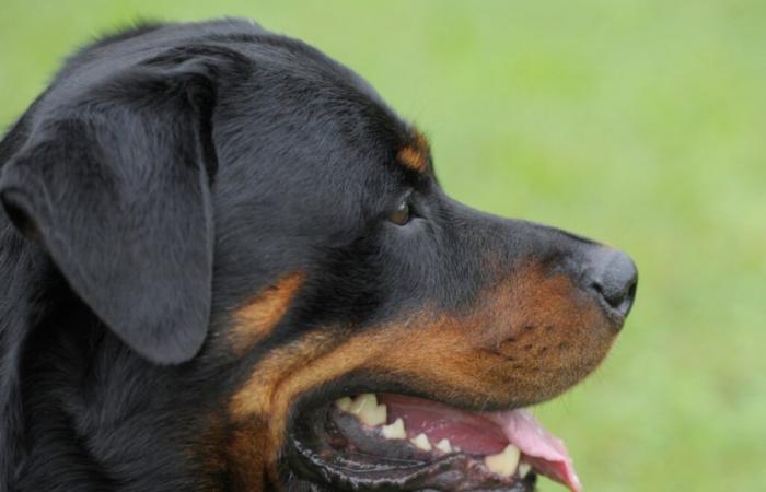 ZH Rottweiler-Angriff: Strafanzeige gegen Besitzer