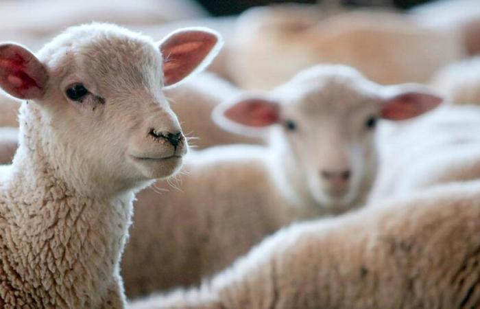 In der Loire-Atlantique vergehen die Jahre, die Schafdiebe bleiben