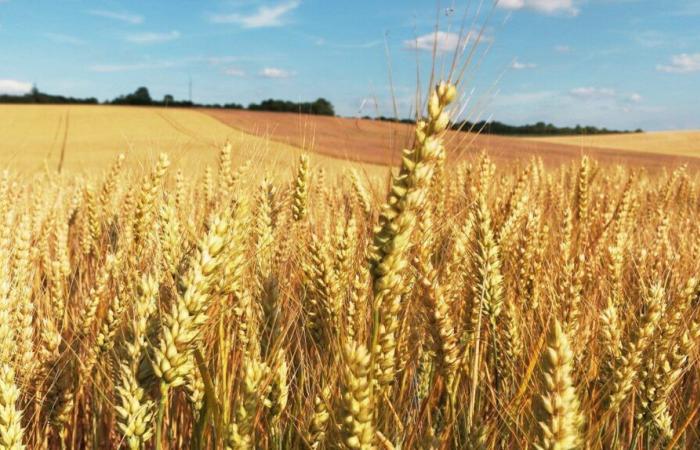 Nein zum vorzeitigen Absetzen von Flufenacet in Frankreich