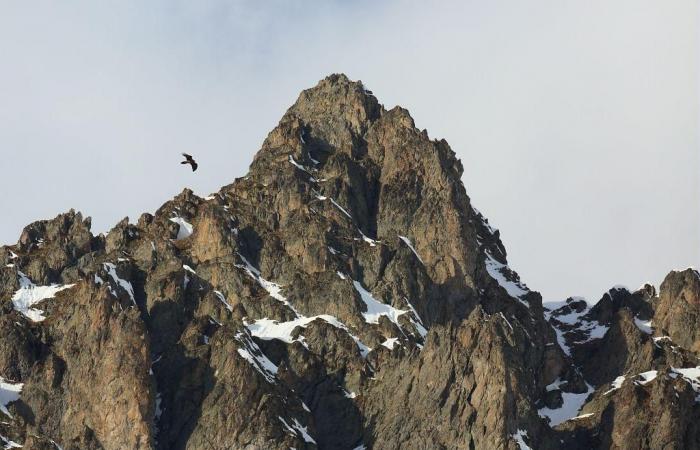 Neue Saison für die Bartgeier von Écrins