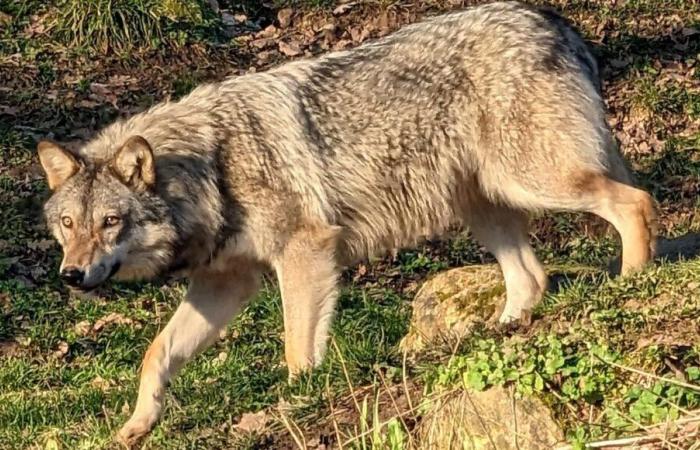 Wölfe in der Dordogne? Périgord Tracking erklärt es uns