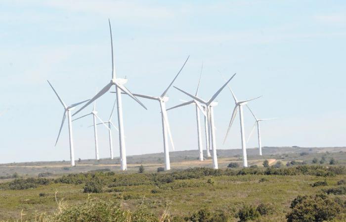 „Die Sterblichkeit nimmt zu“: In Hérault werden Vogel-„Mörder“-Windkraftanlagen vor Gericht angegriffen