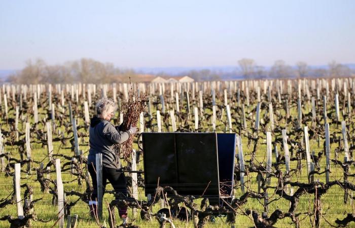 „Im Médoc besteht die Gefahr, dass es im Jahr 2025 noch schlimmer wird“