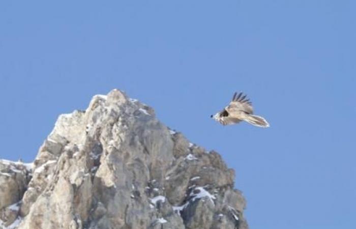 Neue Saison für die Bartgeier von Écrins