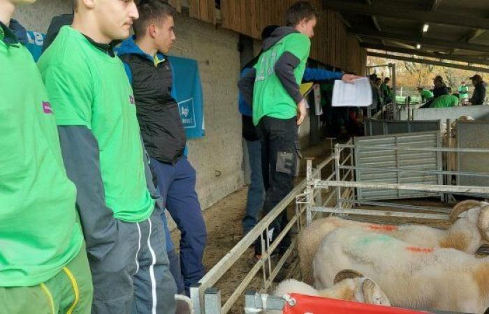 eine jährliche Veranstaltung im Herzen des Campus Pyrénées Comminges – Le Petit Journal