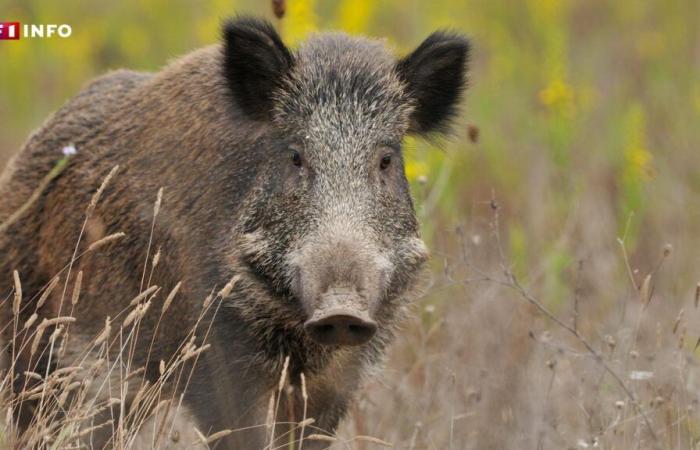 Darf man ein Wildtier als Haustier besitzen?