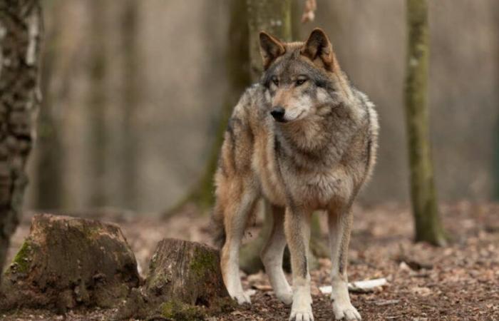 Haute-Savoie. Ein Rehkitz, der am Fuße eines Hauses von einem Wolf gefressen wurde