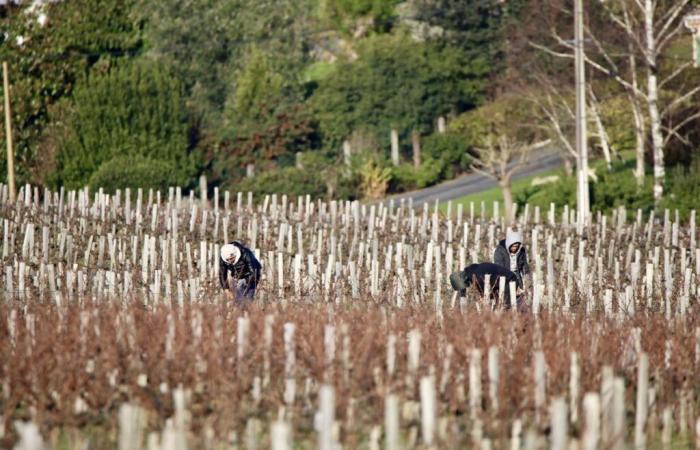 „Im Médoc besteht die Gefahr, dass es im Jahr 2025 noch schlimmer wird“