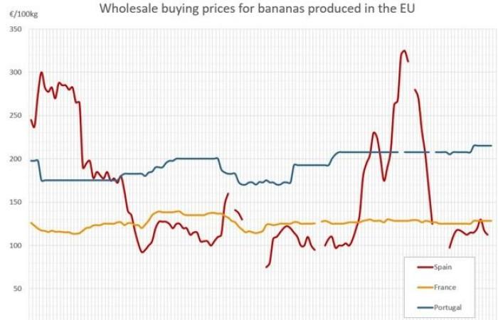 Die Bananenpreise in Europa steigen im Dezember 2024 um bis zu 12 Euro pro Kilogramm