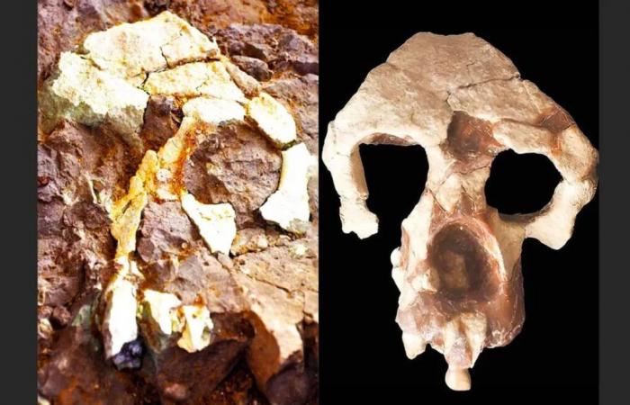 Fossilienfunde legen nahe, dass der Mensch seinen Ursprung in Europa und nicht in Afrika hat