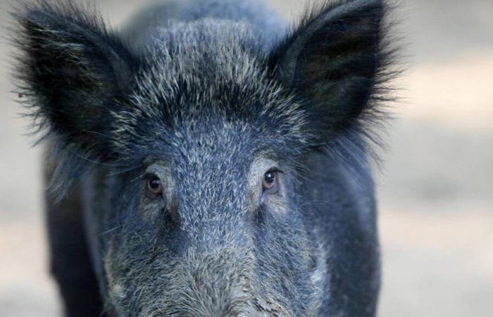 Die Behörden töten eine Wildschweinfarm in der Dordogne, die von der Aujeszky-Krankheit betroffen ist