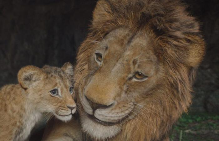 Rezension: Mehr Langeweile als Gebrüll: Mufasa, das Prequel zu Disneys König der Löwen, ist nicht gerade eine problemlose Philosophie