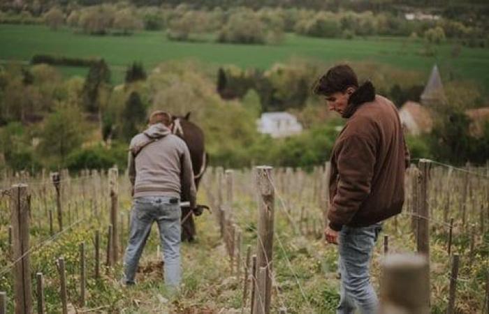 wenn der Weinstock im Land des Apfelweins Wurzeln schlägt