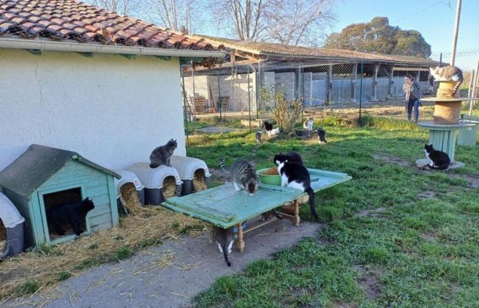 einen Weihnachtsmarkt, um dem Inaya-Tierheim zu helfen