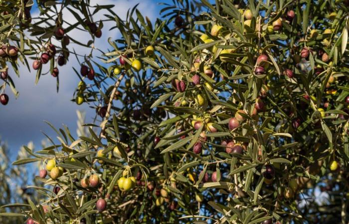 „Born to be Olive“, Olivenöl aus Hauts-de-Seine