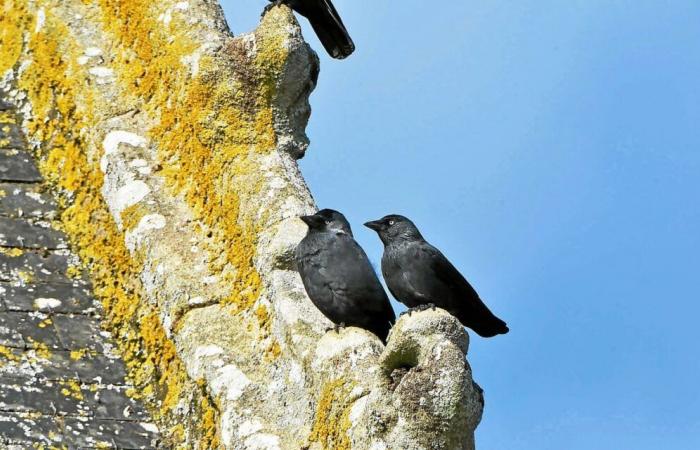 Dohlen: Die Anordnungen zur Genehmigung ihrer Tötung in der Bretagne wurden von den Gerichten aufgehoben