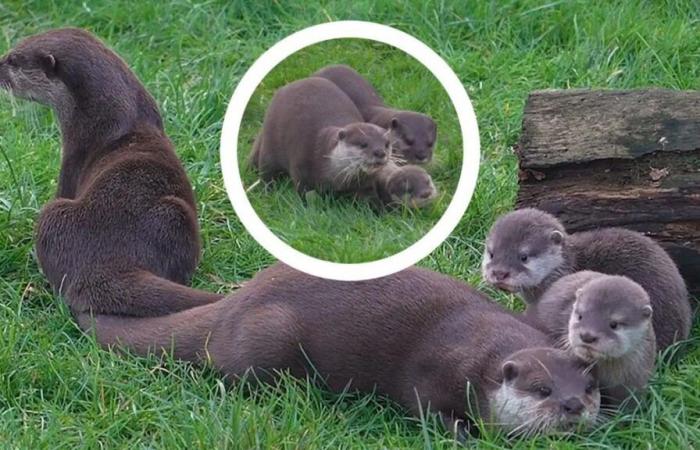 In einem britischen Safaripark werden drei kleine asiatische Otter geboren