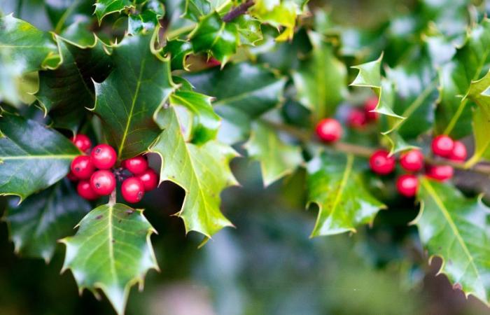 Holly, eine Weihnachts- und Sprachtradition im Vaucluse