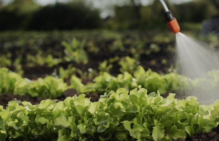 62 % des in Frankreich verkauften nicht-biologischen Obsts und Gemüses enthalten gefährliche Rückstände