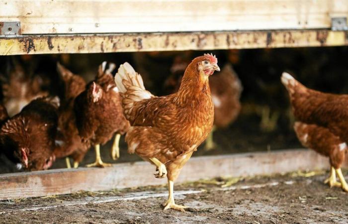 Vogelgrippe: Einen Monat lang wurde in Frankreich kein Ausbruch gemeldet, das Risikoniveau sank