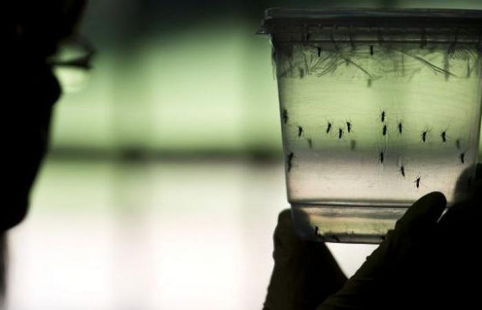 Mit mehr als 7.000 Todesfällen richtet die Dengue-Epidemie in diesem Jahr in der Karibik und in Amerika verheerende Schäden an