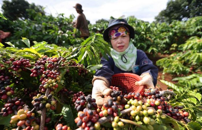 Vietnamesischer Kaffee gewinnt dank transparenter Datenbank an Glaubwürdigkeit