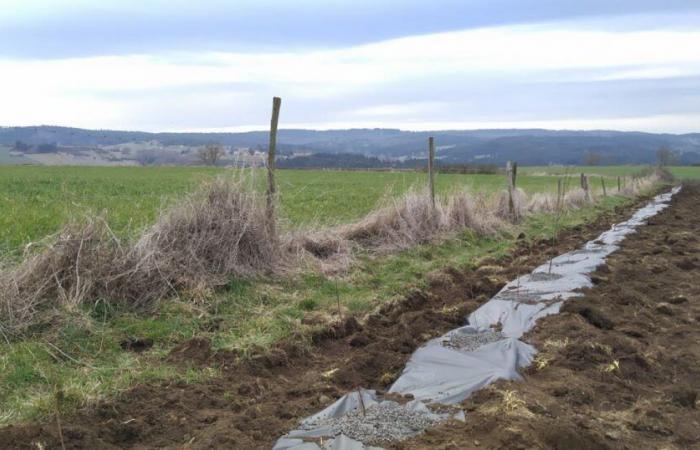 Haute-Loire. Mehr als 5,6 km Hecken werden von Landwirten gepflanzt