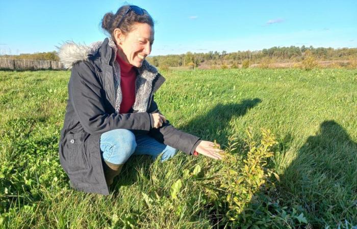 Angesichts des Klimawandels entstehen in der Dordogne neue Kulturen