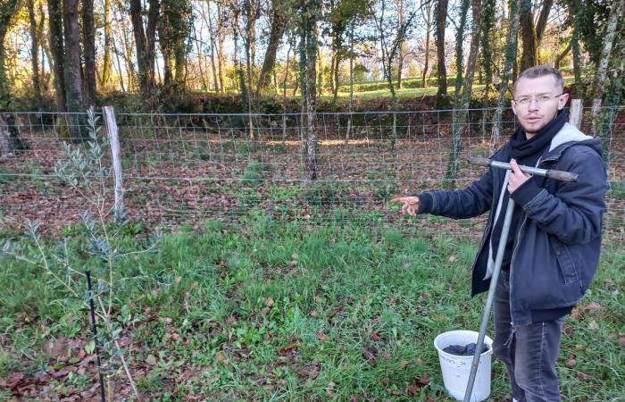 Angesichts des Klimawandels entstehen in der Dordogne neue Kulturen