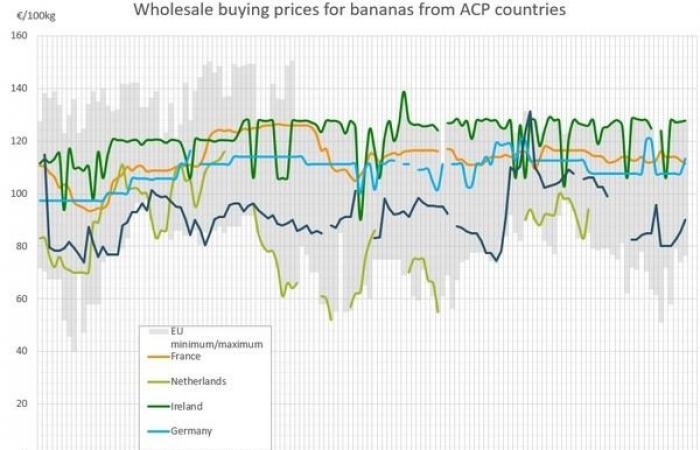 Die Bananenpreise in Europa steigen im Dezember 2024 um bis zu 12 Euro pro Kilogramm