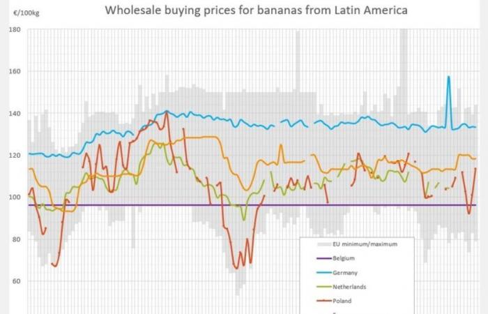 Die Bananenpreise in Europa steigen im Dezember 2024 um bis zu 12 Euro pro Kilogramm