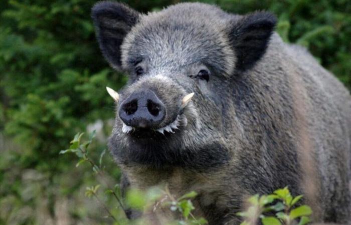 Dordogne. Schlachtung von an der Aujesky-Krankheit erkrankten Wildschweinen auf einem Bauernhof